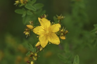 Common St John's wort (Hypericum perforatum), spotted St John's wort or common St John's wort