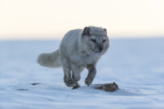 One arctic fox (Vulpes lagopus), (white fox, polar fox, or snow fox) running over a snow covered