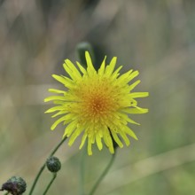 Wiesenpippau (Crepis biennis), Rauher Habichtsbart, yellow blossom by the wayside on the Moselle,