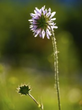 Long-leaved widow flower (Knautia longifolia), Bischofswiesen, Berchtesgadener Land, Upper Bavaria,