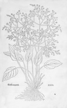 Common water-plantain (Alisma plantago-aquatica), woodcut by Leonhart Fuchs, from New Kreüterbuch,
