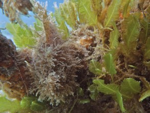 Perfectly camouflaged Striated frogfish (Antennarius striatus) among green underwater plants and