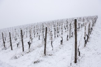 Vineyard with snow-covered vines and cold atmosphere, Remstal, Rems-Murr-Kreis, Baden-Württemberg,