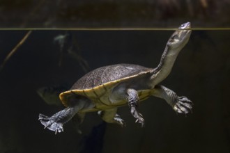 Roti Island snake-necked turtle (Chelodina mccordi), McCord's snakeneck turtle surfacing to breathe