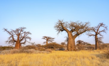 African baobab or baobab tree (Adansonia digitata), several trees at sunrise, Kubu Island (Lekubu),