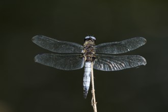 Black-tailed skimmer (Orthetrum cancellatum), male on a perch, basking in the sun, Krickenbecker