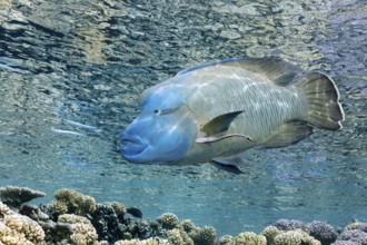 Napoleon wrasse (Cheilinus undulatus), swimming below the water surface above coral reefs with a