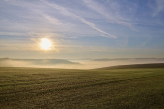 Road, Field, Fruit tree, Fog, Sun, Morning, Altertheim, Würzburg, Bavaria, Germany