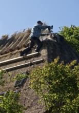 Roofer on a thatched roof at work on a traditional Frisian house, Wyk auf Föhr, Schleswig-Holstein,