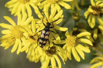 Leptura annularis (Leptura annularis) on ragwort (Jacobaea vulgaris), Emsland, Lower Saxony,