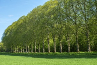 Alley of elm trees in Köpingebro, Ystad municipality, Skåne county, Sweden, Scandinavia