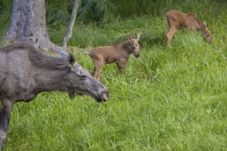One adult female moose or elk, Alces alces, with two baby moose (19 days old, born May 8, 2020)