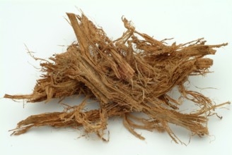 Incha, queen sago, is a species of palm fern, sago palm fern, Cycas cireinnalis, medicinal plant,