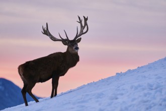 Red deer (Cervus elaphus) stag on a snowy meadow in the mountains in tirol at sunset, Kitzbühel,