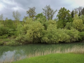 Small stream leads through forest, Siebeneichen nature reserve, Merenschwand, Freiamt, Canton