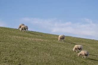Sheep grazing on a dyke under a clear blue sky, Föhr, Nordfriesland, Schleswig-Holstein, Germany