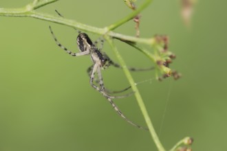 Autumn spider (Metellina segmentata, Meta segmentata), North Rhine-Westphalia, Germany