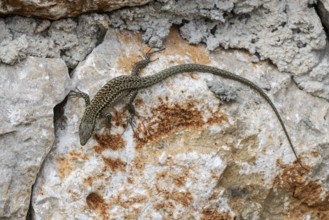 Sicilian wall lizard (Podarcis waglerianus), Sicily, Italy