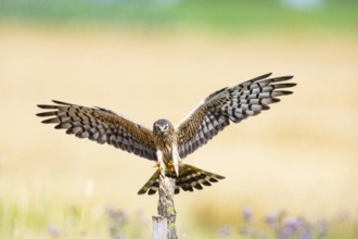 Montagu's harrier (Circus pygargus) wbl Germany