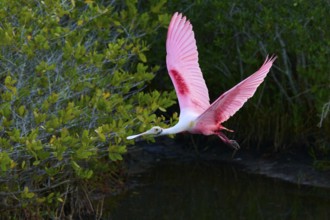 Roseate spoonbill (Ajaja ajaja), flying over a wooded area, Black Point Wildlife Drive, Titusville,