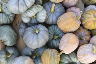 Mix of blue 'Jarrahdale' Pumpkins and pastel colored 'Cucurbita Moschata Autumn Frost F1' squashes
