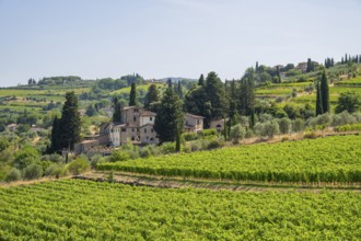Tuscan landscape, country estate with vineyards, forests, olive trees and cypresses in Chianti,