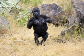 Western gorilla (Gorilla gorilla), young animal, imposing behaviour, in a meadow