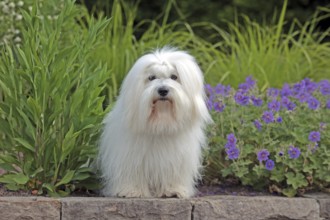 Coton de Tulear, cotton dog