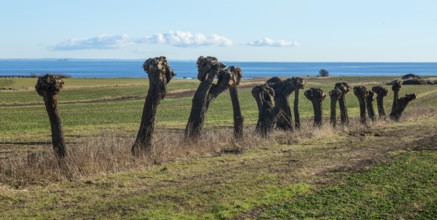 Row of pruned willow trees (Salix) at Skillinge, Simrishamn municipality, Skåne county, Sweden,