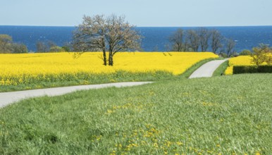 Country road through blooming rapeseed fields and with the Baltic Sea behind at Brantevik,