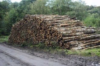 Pile of birch logs at forest road in Snogeholm, Sjöbo municipality, Skåne county, Sdinaviaweden,