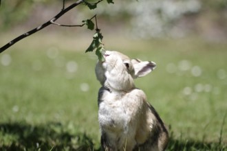 Domestic rabbit (Oryctolagus cuniculus domestica), garden, hazelnut bush, eating, stretching,