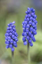 Pearl hyacinth (Muscari botryoides), Emsland, Lower Saxony, Germany
