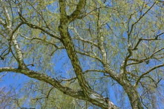View through branched birch tree in front of clear blue sky, Seckmauern, Lützelbach, Odenwald,