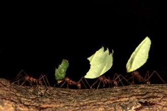 Leaf-cutter ant (Atta sexdens), group, carries leaf, transport, leaf, Central America, South