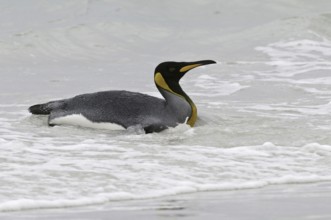 King Penguin (Aptenodytes patagonicus), Falkland Islands