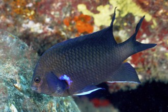 Neon reef perch (Abudefduf luridus), dive site El Cabron Marine Reserve, Tufia, Gran Canaria,