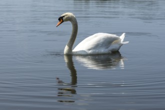 Mute swan (Cygnus olor) on the middle pond near Neudorf Klösterlich, Wittichenau, Dubringer Moor,