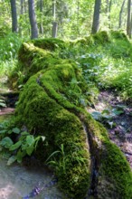 Steinerne Rinne, Rohrbach, near Weißenburg, Franconian Lake District, Middle Franconia, Franconia,