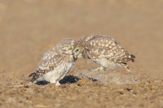 Little owl (Athene noctua) Two young birds sitting on the ground, grooming, cuddling, endangered