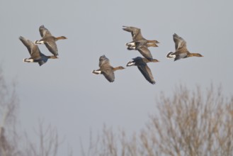Taiga Bean Goose (Anser fabalis) flying, North Rhine-Westphalia, Germany