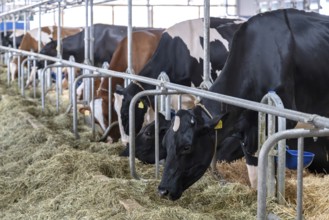 Dairy cows Holstein