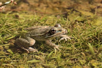 Northern leopard frog (Lithobates pipiens), adult, on ground, foraging, alert, Sonoran Desert,