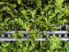 Cherry laurel hedge in Düsseldorf, Germany