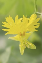 Canary Island nasturtium or climbing nasturtium (Tropaeolum peregrinum), flower, native to South