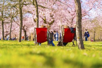Two people sitting relaxed on deckchairs under cherry blossoms, cherry blossom garden, Schwetzingen