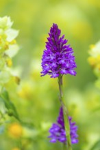 Pyramidal sendel (Anacamptis pyramidalis), orchid family (Orchidaceae), Ihringen, Kaiserstuhl,