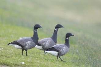 Brant Goose (Branta bernicla) group, Netherlands