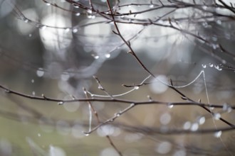 Branches of bog birch (Betula pubescens) and spider threads with frozen water droplets, detail,