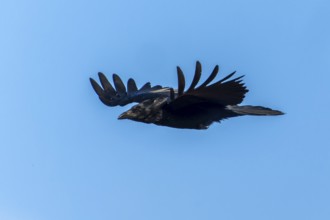 A black crow flies with outstretched wings in the sky, Raven crow (Corvus corone) wildlife, Germany
